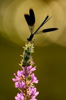 Motylice leskla - Calopteryx splendens - Banded Demoiselle 2668